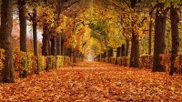 美泉宫公园的秋叶，维也纳，奥地利 (© rusm/Getty Images)