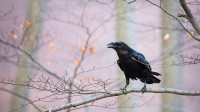 普通乌鸦坐在树枝上 (© WildMedia/Shutterstock)