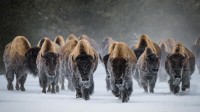 美洲野牛，黄石国家公园，怀俄明州，美国 (© Gary Gray/Getty Images)