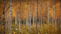 秋天的白桦树，德拉门，挪威 (© Baac3nes/Getty Images)
