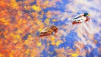 秋天池塘里的两只绿头鸭 (© sun ok/Shutterstock)