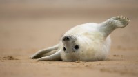 英国诺福克海滩上的灰海豹幼崽 (© Vince Burton/Minden Pictures)