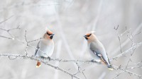 波西米亚太平鸟栖息在树枝上，加拿大 (© Jim Cumming/Shutterstock)