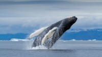 座头鲸，迪斯科湾，格陵兰 (© Paul Souders/DanitaDelimont.com)