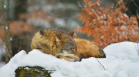 巴伐利亚森林国家公园里睡觉的狼，德国 (© Raimund Linke/Getty Images)