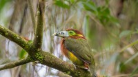 点嘴小巨嘴鸟，大西洋森林，巴西 (© aaprophoto/Getty Images)
