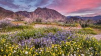 安沙波利哥沙漠州立公园，美国加利福尼亚州 (© Stephen Matera/Tandem Stills + Motion)