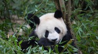 正在吃竹子的大熊猫，中国成都 (© Suzi Eszterhas/Minden Pictures)