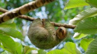 睡在号角树上的褐喉树懒，哥斯达黎加 (© Juan Carlos Vindas/Getty Images)