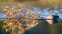 奇迹湖附近池塘里的北美海狸，德纳里国家公园，阿拉斯加州，美国 (© Paul Souders/Getty Images)
