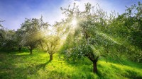 春天的苹果树，德国 (© Smileus/Getty Images)