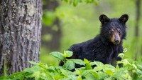 春天的美洲黑熊幼崽，仙纳度国家公园，弗吉尼亚州，美国 (© Scott Suriano/Getty Images)