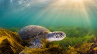 绿海龟，圣地亚哥，加利福尼亚，美国 (© Ralph Pace/Minden Pictures)