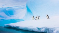 南极洲冰山上的阿德利企鹅 (© Patrick J. Endres/Getty Images)