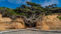 卡拉洛奇树，又名生命之树，卡拉洛奇海滩，奥林匹克国家公园，华盛顿州，美国 (© Abbie Warnock-Matthews/Shutterstock)