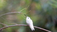 澳大利亚花园里的白种安氏蜂鸟，加州大学圣克鲁兹分校植物园，加利福尼亚州，美国 (© yhelfman/Getty Images)