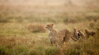 清晨雨中的猎豹，恩杜图平原，恩戈罗恩戈罗保护区，坦桑尼亚 (© Paul Souders/Getty Images)
