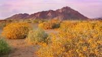 春天盛开的沙漠毒菊，索诺拉沙漠，亚利桑那州 (© Charles Harker/Getty Images)