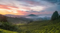卡梅隆高地茶园，马拉西亚 (© alex cheong/Getty Images)