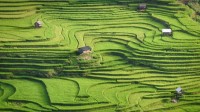 越南安沛省木仓寨的水稻梯田 (© Kiatanan Sugsompian/Getty Images)
