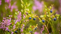 野生蓝莓 (© Baac3nes/Getty Images)