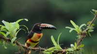 领簇舌巨嘴鸟，哥斯达黎加 (© Juan Carlos Vindas/Getty Images)