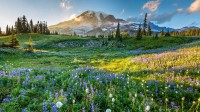 雷尼尔山国家公园的野花，华盛顿州，美国 (© RomanKhomlyak/Getty Images)