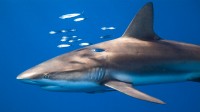女王花园群岛的镰形真鲨，古巴 (© Christian Vizl/Tandem Stills + Motion)