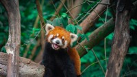 树上的中国小熊猫, 成都, 四川省, 中国 (© Jackyenjoyphotography/Getty Images)