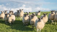 北约克郡的黑面羊羊群，英格兰 (© R A Kearton/Getty Images)
