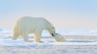 在北极玩耍的北极熊 (© Ondrej Prosicky/Shutterstock)