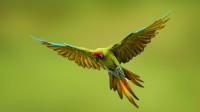 大绿金刚鹦鹉, 墨西哥 (© Ondrej Prosicky/Shutterstock)