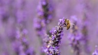 薰衣草上的蜜蜂 (© Anthony Brown/Alamy Stock Photo)