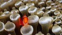 被泡尖海葵包围的刺颊海葵鱼，米尔恩湾，巴布亚新几内亚 (© Fred Bavendam/Nature Picture Library)