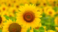 夏天田野里盛开的向日葵 (© Arsgera/Shutterstock)