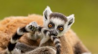 环尾狐猴幼崽在玩自己的尾巴‌, 马达加斯加 (© Andy Rouse/Nature Picture Library)