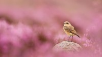 穗䳭和盛开的帚石楠，峰区国家公园，英格兰 (© Ben Hall/Nature Picture Library)