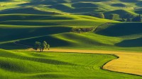 帕卢斯连绵起伏的丘陵，华盛顿州，美国 (© svetlana57/Getty Images)