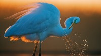 大白鹭，匈牙利 (© Markus Varesvuo/Nature Picture Library)