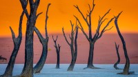 骆驼刺树, 死亡谷, 纳米布-诺克卢福国家公园, 纳米比亚 (© Inge Johnsson/Alamy Stock Photo)