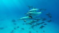 红海中的飞旋海豚群, 阿拉姆港, 埃及 (© Franco Banfi/Nature Picture Library)