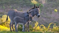 撒丁岛母驴和幼崽, 法国 (© Klein & Hubert/Nature Picture Library)