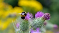熊蜂在授粉, 伍斯特, 英格兰 (© SimonEastwood87/Shutterstock)
