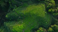 四川省的茶梯田, 中国 (© lzf/Shutterstock)