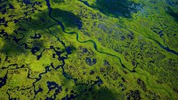 大沼泽地国家公园航拍景观，佛罗里达州，美国 (© Tetra Images/Getty Images)