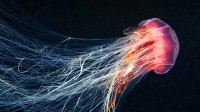 在海洋中游动的狮鬃水母 (© Alexander Semenov Images/Shutterstock)