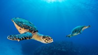 七英里海滩附近的玳瑁海龟伴侣，大开曼岛，开曼群岛 (© Alex Mustard/Nature Picture Library)