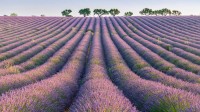 瓦朗索勒高原的薰衣草行，普罗旺斯，法国 (© Robert Harding/Shutterstock)
