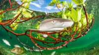 柠檬鲨幼崽在红树林中，伊柳塞拉岛，巴哈马 (© Shane Gross/Nature Picture Library)