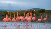美洲红鹳群在伊莎贝拉岛，加拉帕戈斯群岛，厄瓜多尔 (© Tui De Roy/Nature Picture Library)